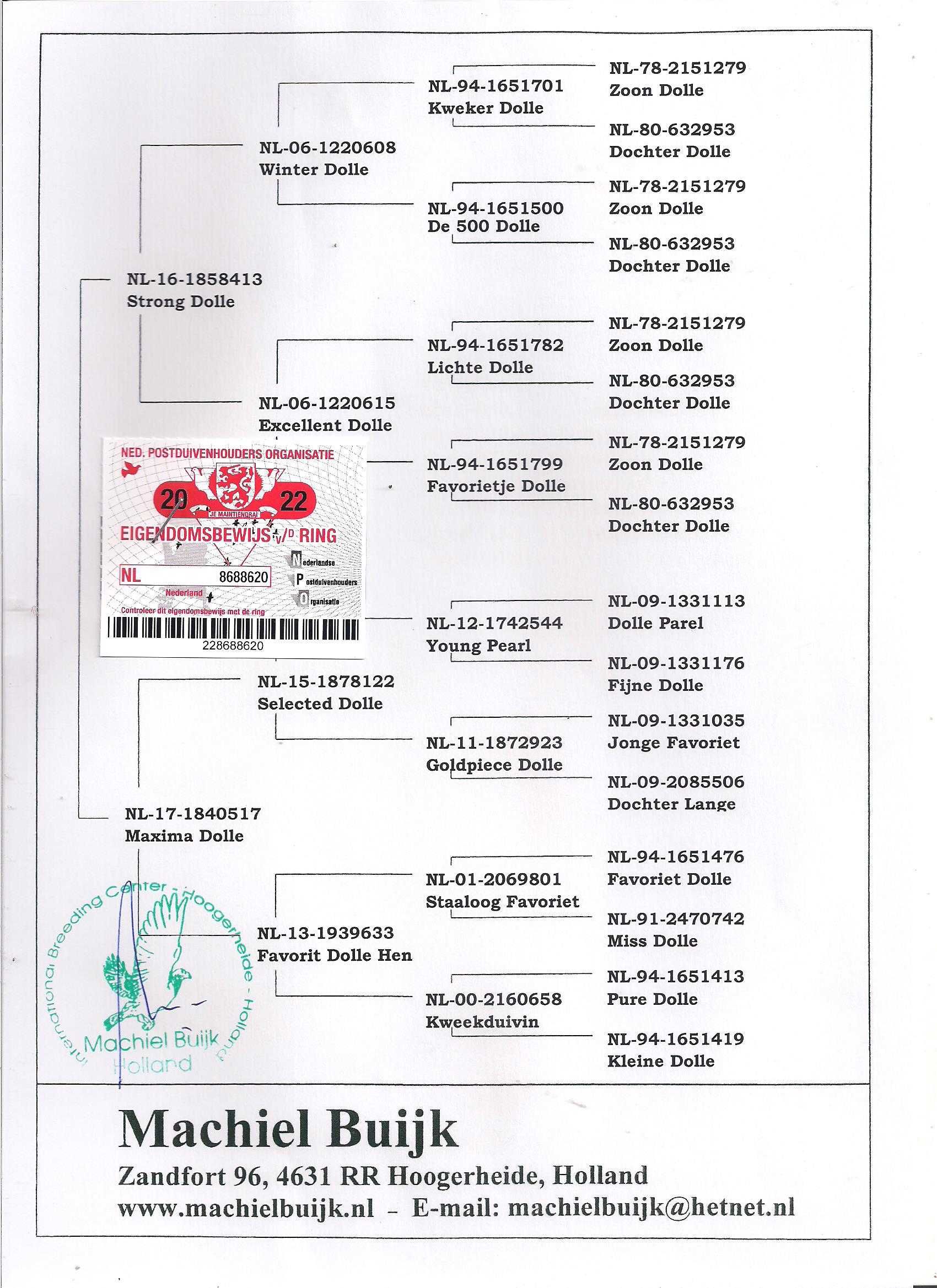 Młode Ardeny Org M. Buijk Para 130 gołębie pocztowe gołąb daleki dysta