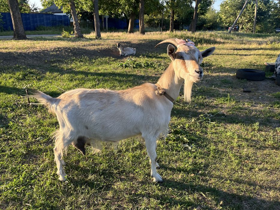 Продається козочка