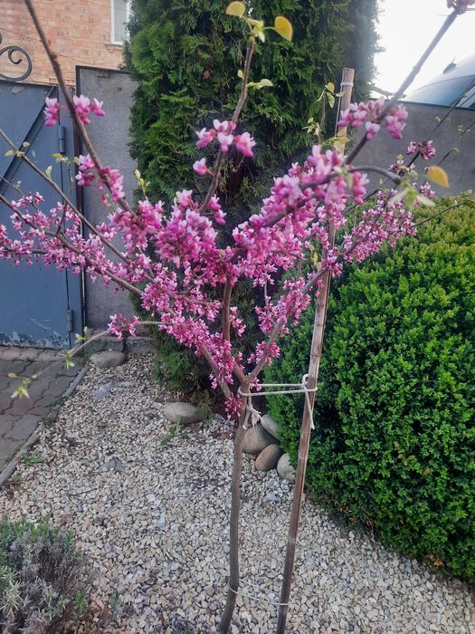 Виконую садові послуги, планування під газон,покос газона,скарифікація