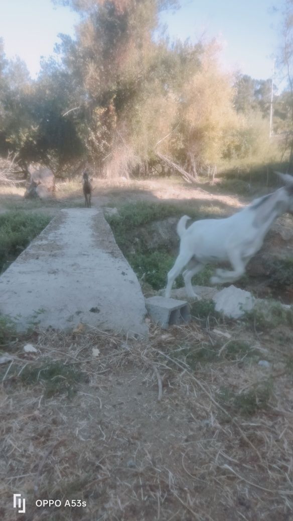 Cabras machos e fêmeas