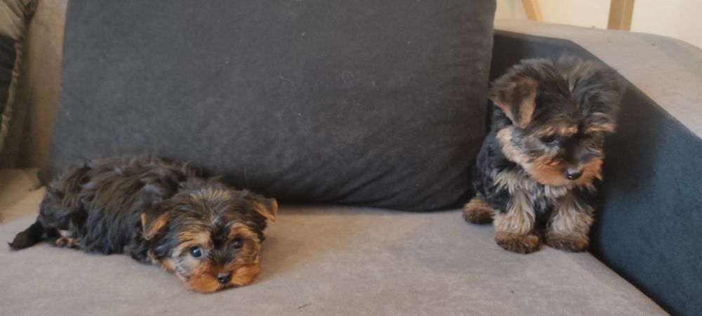 Yorkshire terrier piesek z rodowodem mini