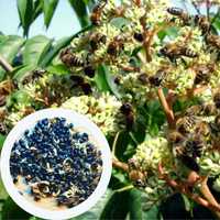 Еводія даниеля насіння (20 шт) эводия семена медонос бджолине дерево
