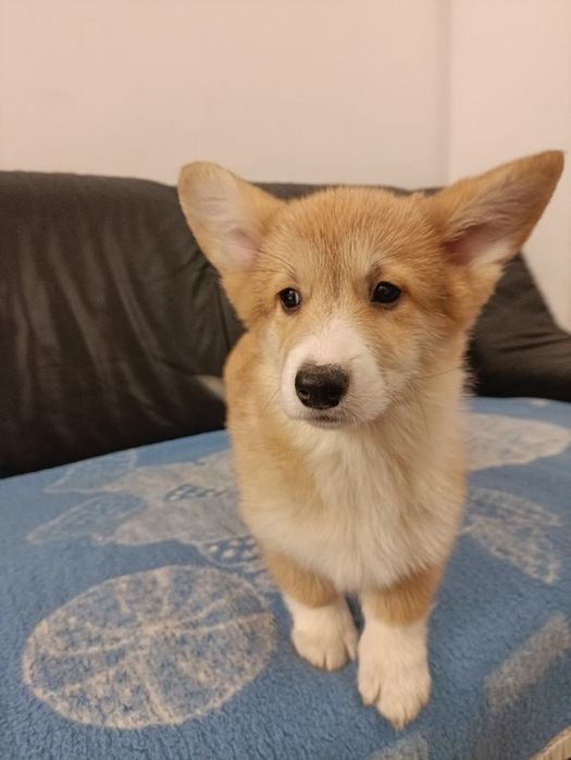 Suczka Walsh Corgi Pembroke