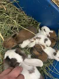 Кролики мини (маленькие) | Все для домашних животных