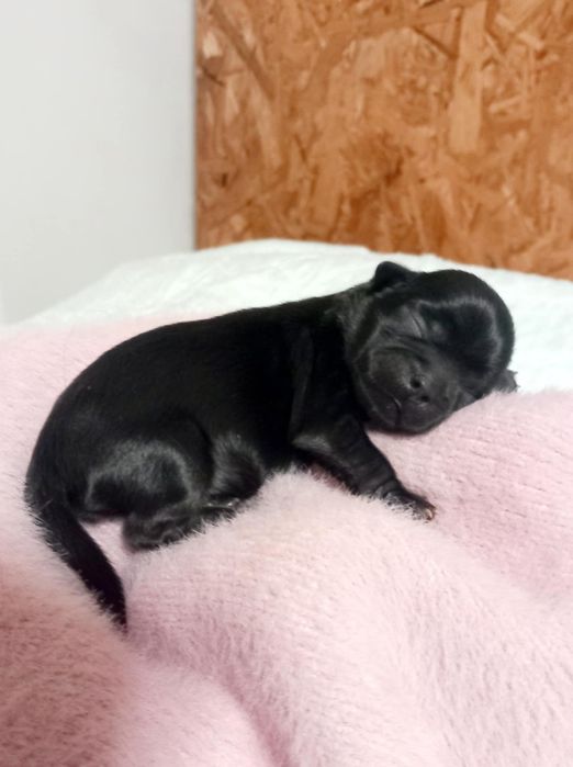 Shih-tzu czarna suczka mini