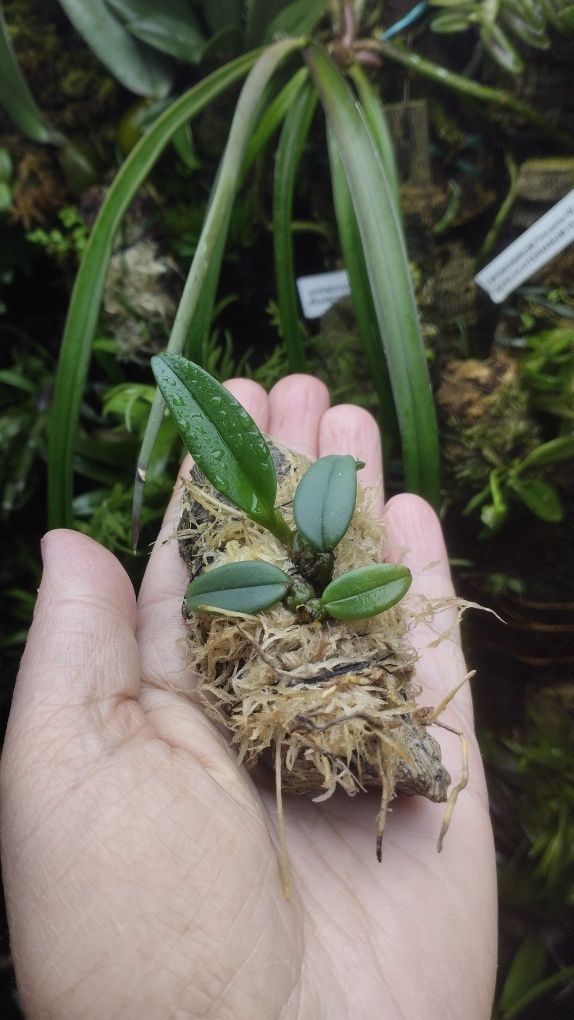 Мініатюрна орхідея bulbophyllum frostii