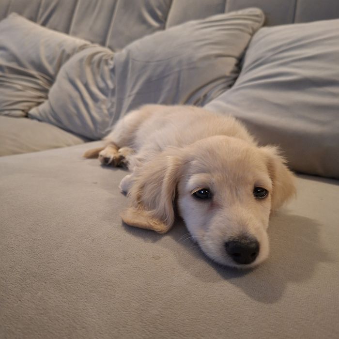 Jamnik długowłosy miniaturowy kremowy - gotowy do zmiany domku