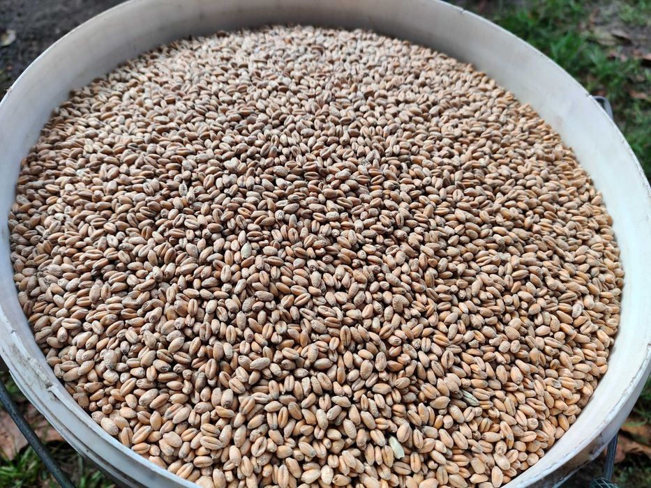 Pszenica zimowa ozima, mocno czyszczona gruba