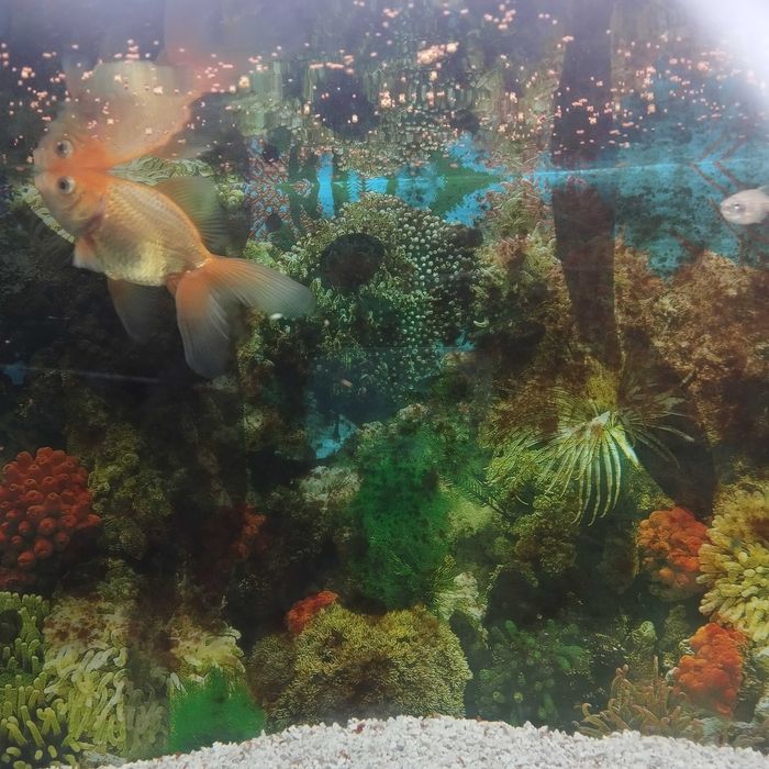 Peixes de água fria