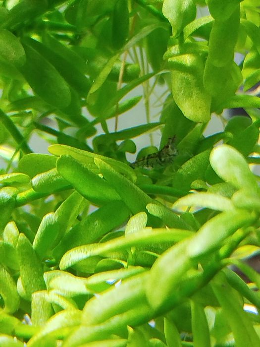 Krewetki zamienię na rybki