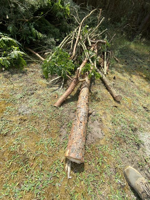 Oddam za darmo galezie i troche drewna sosna