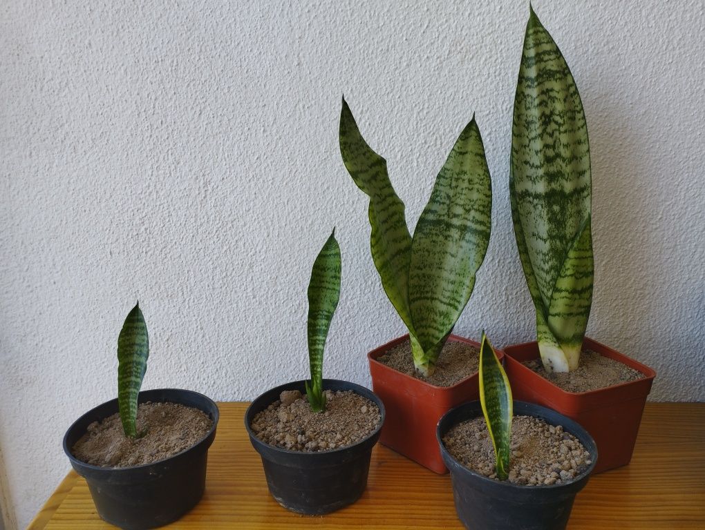 Espadas de São Jorge