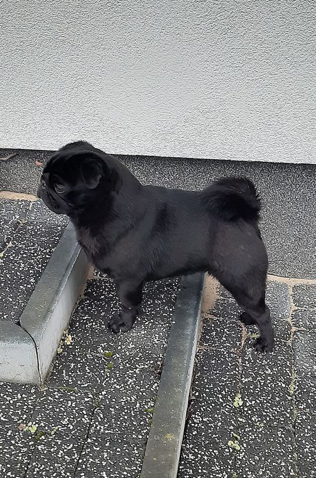 Mops reproduktor