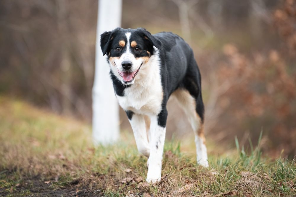 Pies Aro w typie owczarka australijskiego do adopcji!