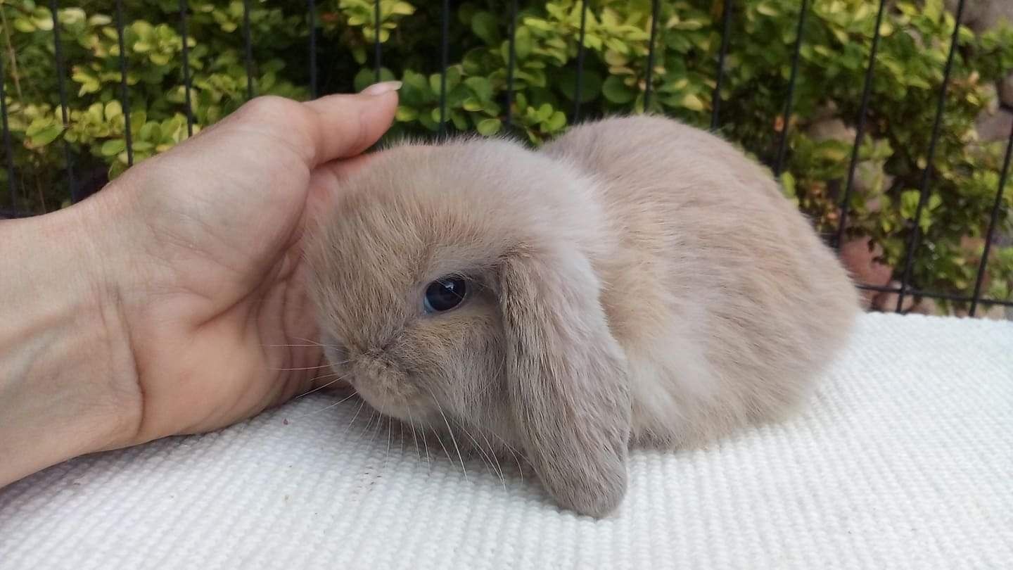 Mini lop hodowla Radom