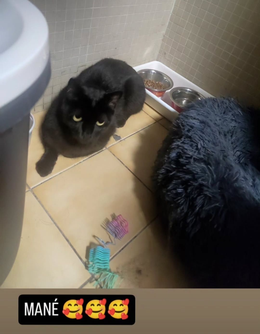 Petsitting e dog wallking