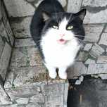 Отдам черно-белого кота, 2 года
