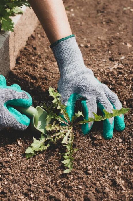 Empresa Jardinagem  - Especialista Técnico Jardineiro
