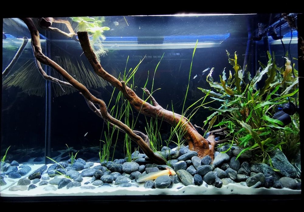 Filtr kubełkowy FLUVAL 207 - do 220L Sklep Akwarystyczny Turkusowe Zoo