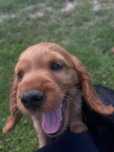 Pieski Cocker Spaniel