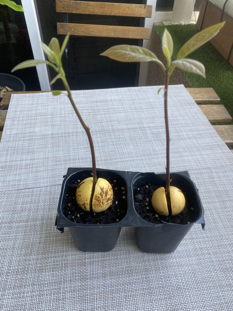 Planta de abacate
