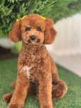 Caniche vermelho