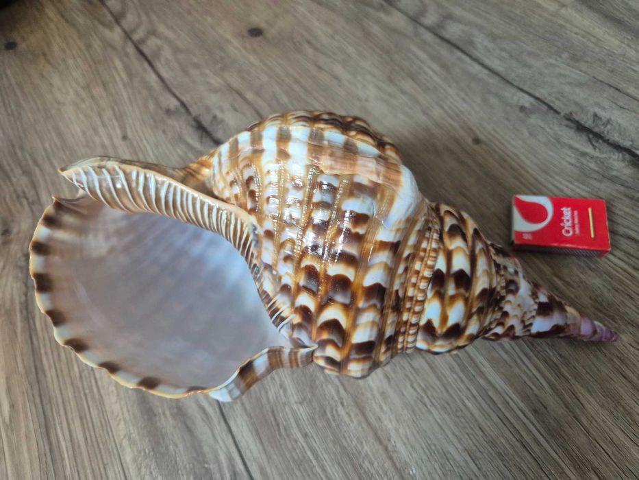 Duża muszla dekoracyjna Charonia Variegata Róg Trytona 30x16cm+GRATIS