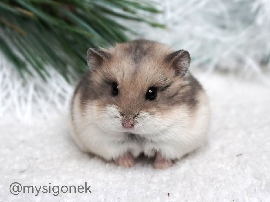 Chomiki Campbella z rodowodem