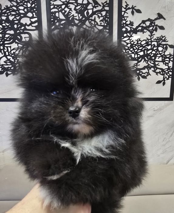 Szpic miniaturowy pomeranian