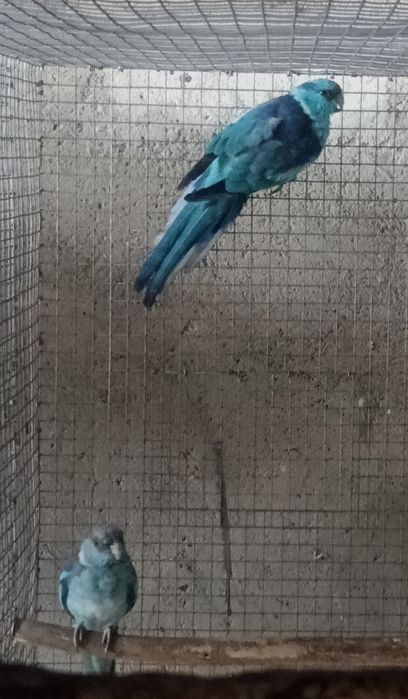 Psitacideos diversos