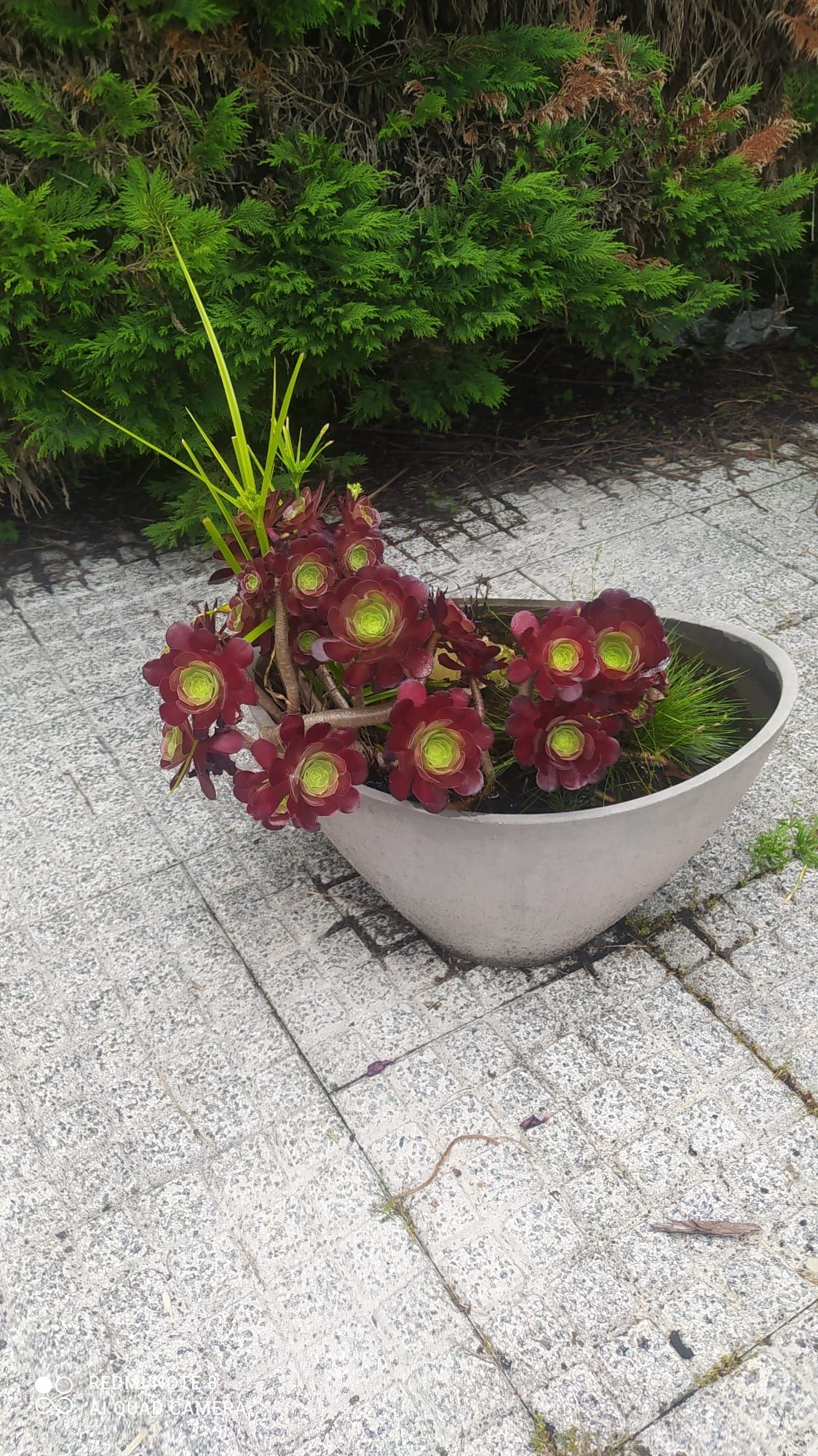 Vaso Já com plantas