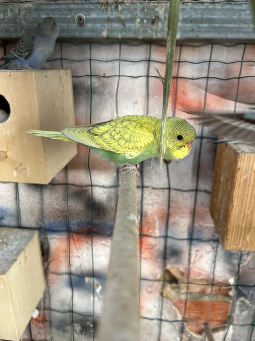 Agapornis, periquitos, mandarins, forpus azuis, caturras e outras aves