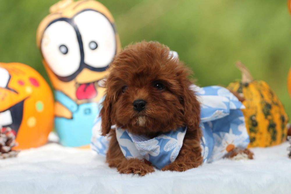 Cavapoo , cavadoodle