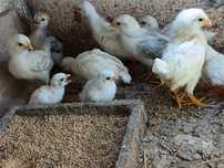 Vendo ovos de fracas brancas / fracas novas / galinha de Angola