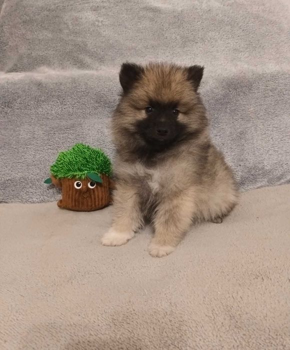 Szpic Wilczy - piesek