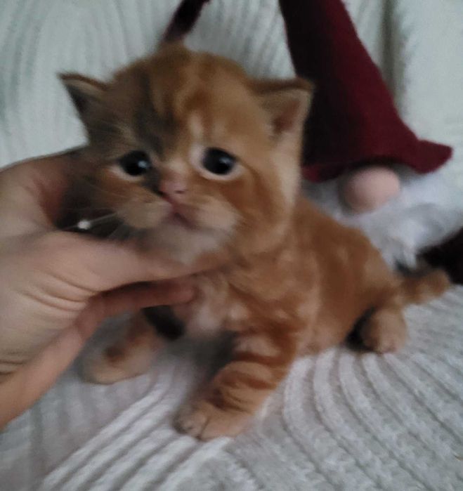 Ошатний червоний хлопчик з милою мордуленцією. Киянин