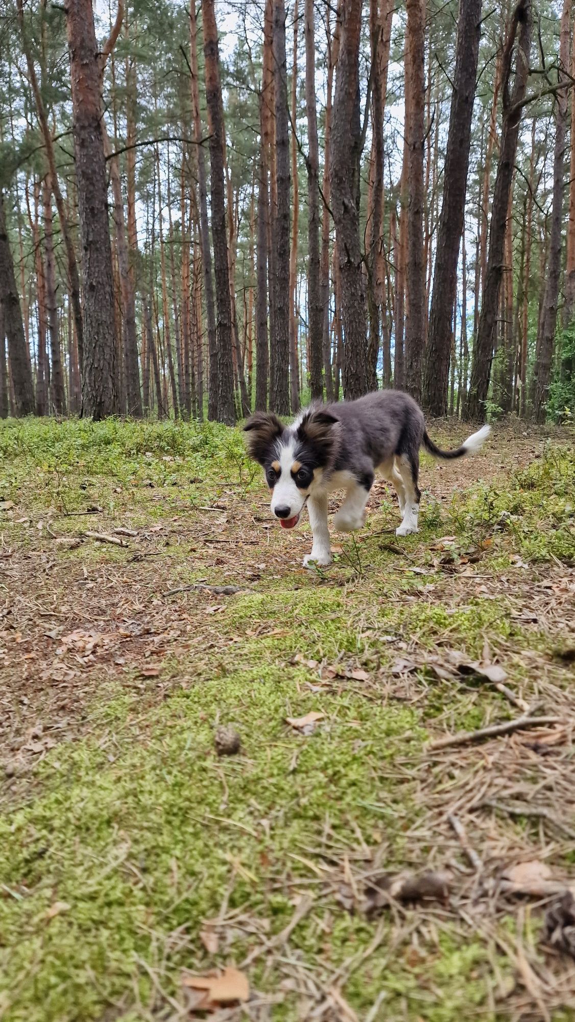 Border Collie suczka czarno biała tricolor