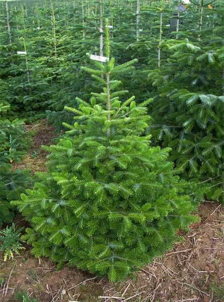 CHOINKI ŁÓDŹ EXTRA Jodła cięta, Świerk, Jodła rosnące w donicach