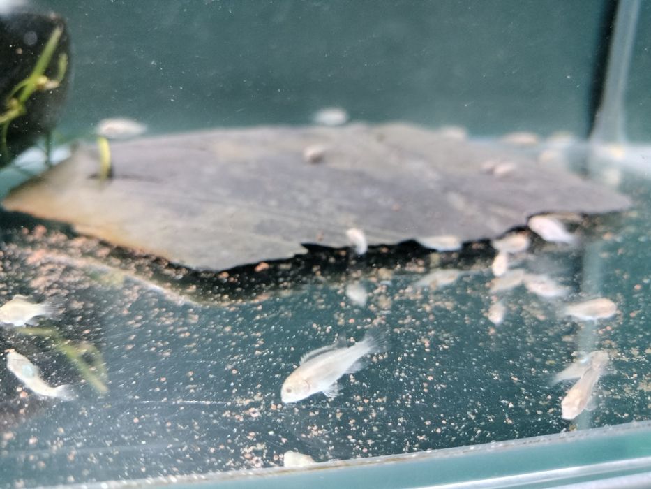 Kribesis Albinos criação nacional