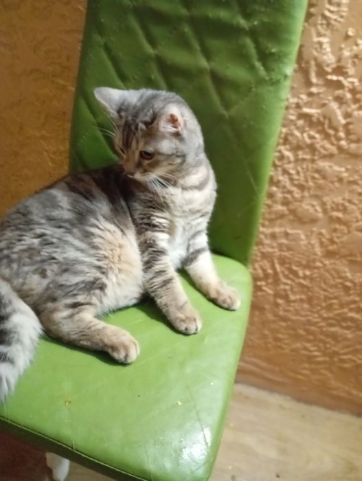 Передержка Домашних Кошек