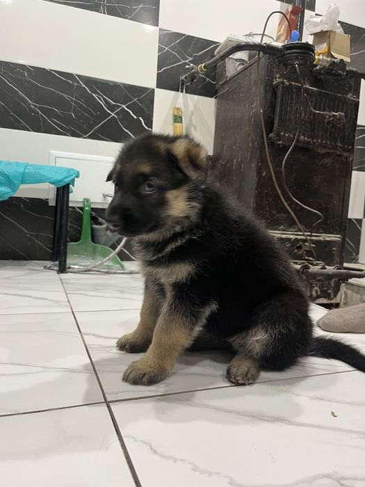 Щенки немецкой овчарки