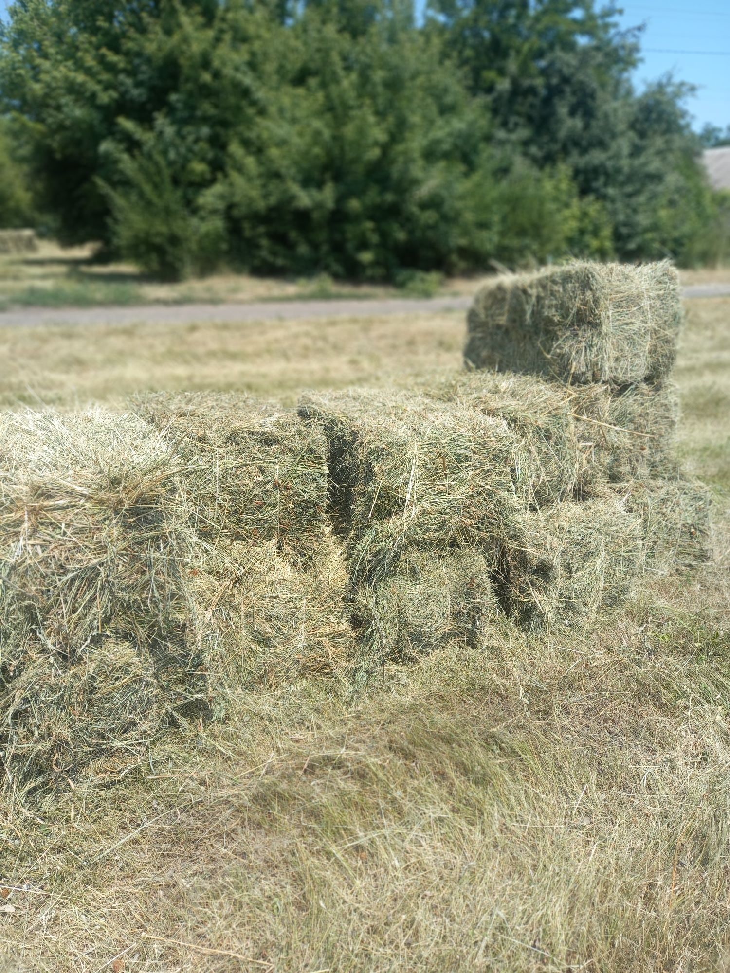 Сіно лугове в тюках