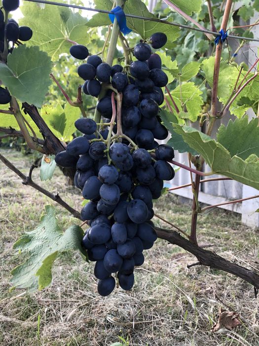 Саженцы винограда столових сортів: Чарлі (Антрацит)