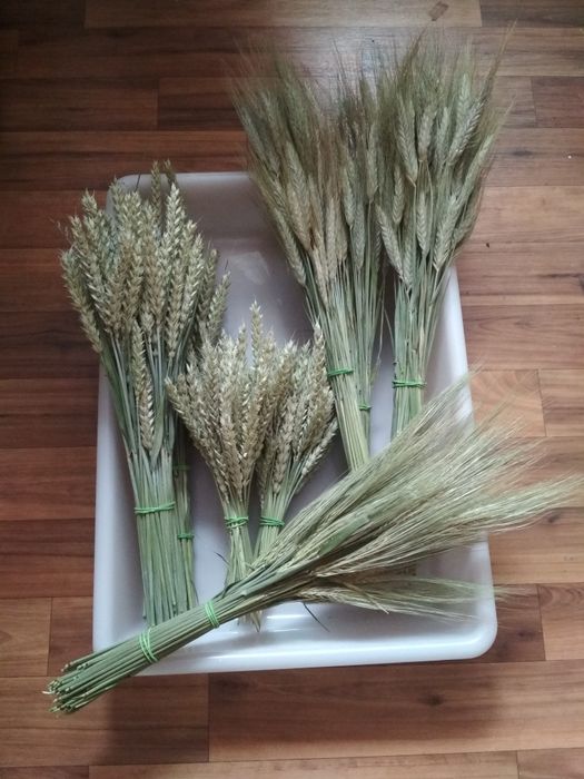 Kłosy zboża suszone