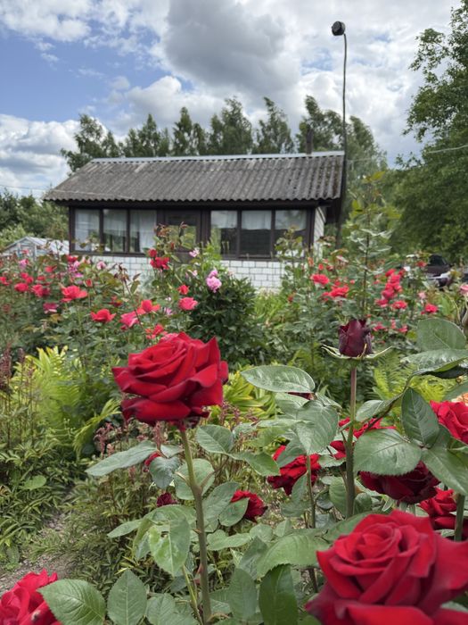 Продаж будинок з доглянутою територією