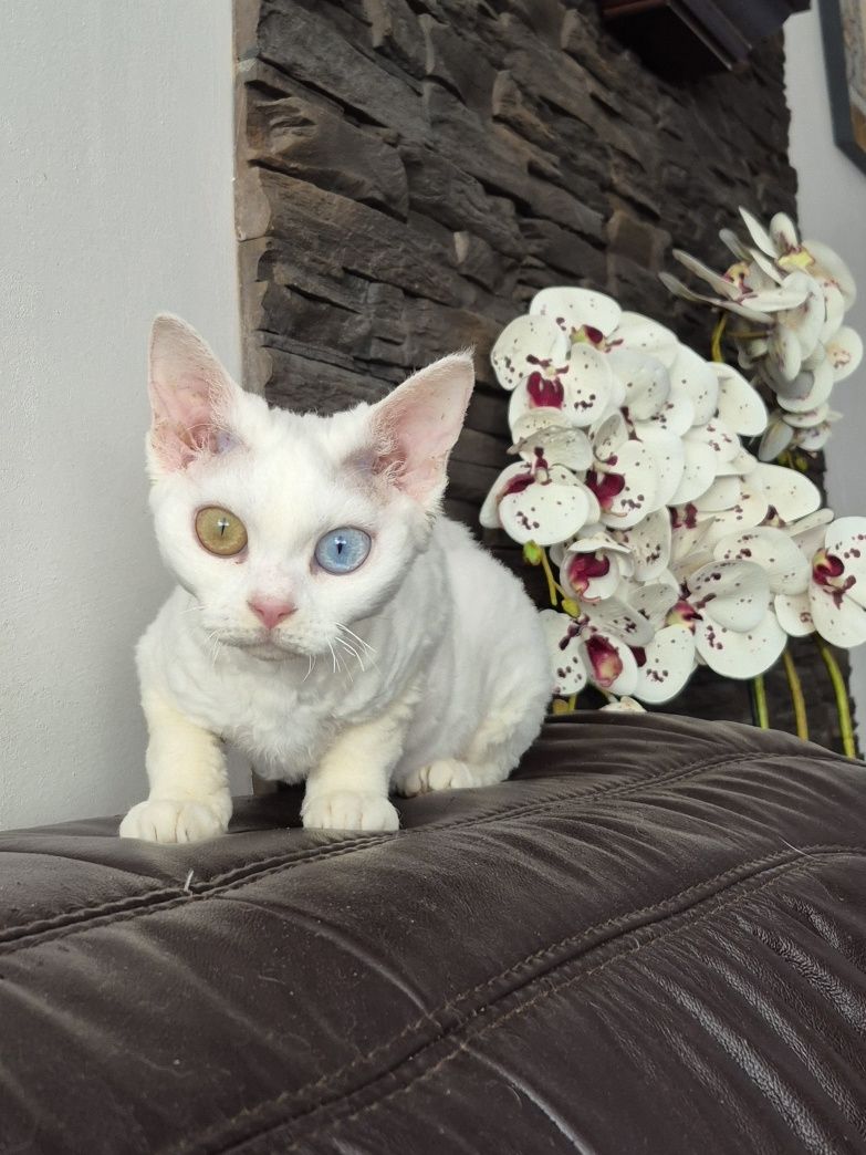 Koteczka Devon Rex Wystawo-hodowlana FPL