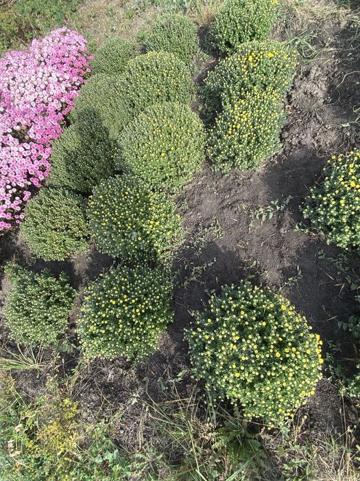 Хризантема мультифлора