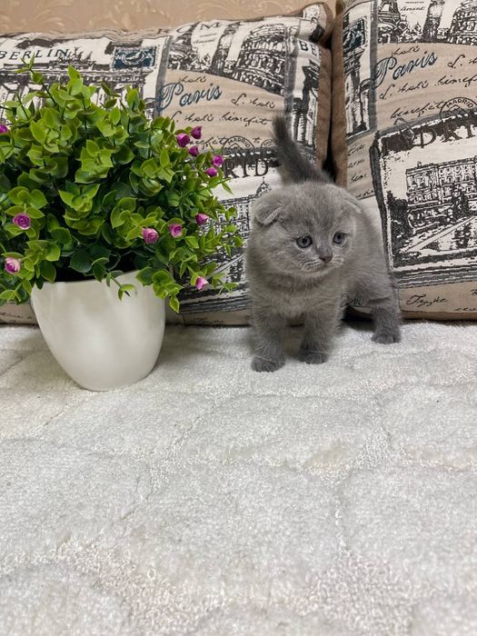 Продам пухнастих кошенят