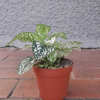 Fittonia zielono-biała 12cm