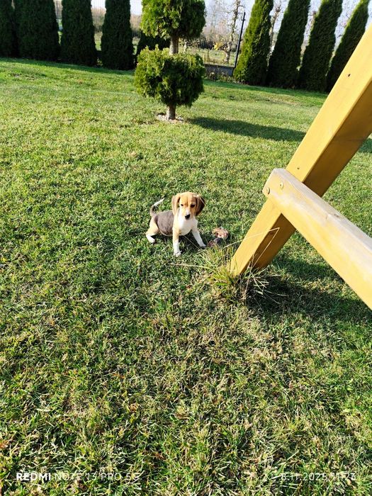 Suczka Beagle gotowa do odbioru metryka czip wyprawka